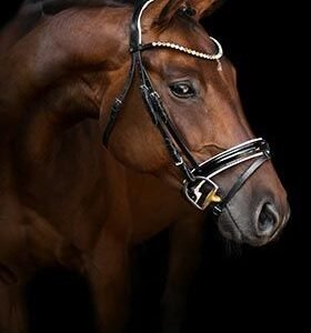 Brown Horse with Bridle HD Metal Poster