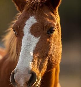 Brown Horse with Snip HD Metal Poster