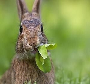 Bunny Chomper HD Metal Poster