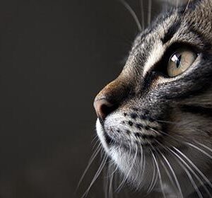 Cats Gaze HD Metal Poster