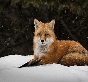 Foxy Snow Blanket HD Metal Poster