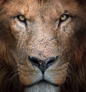 Lions Gaze HD Metal Poster