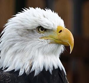 Majestic Bald Eagle HD Metal Poster