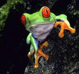 Red Eyed Tree Frog HD Metal Poster