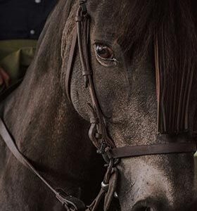Rich Brown Horse Bridle HD Metal Poster