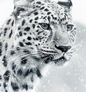 The Snow Leopard HD Metal Poster