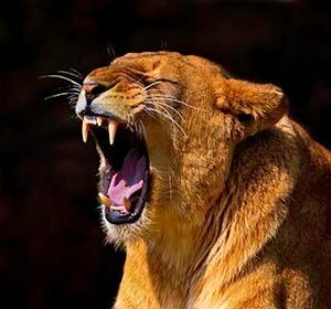 Yawning Lioness HD Metal Poster